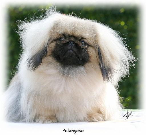 Pekingese 9Y065D-013.jpg